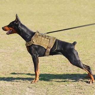 Colete tático para cães.